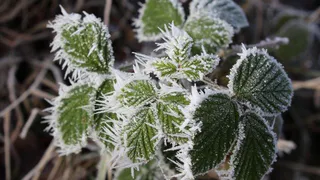 В Рязанской области 21 мая ожидается -2 градуса