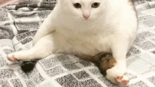 Сколько раз в день можно кормить кошку - запомните это раз и навсегда