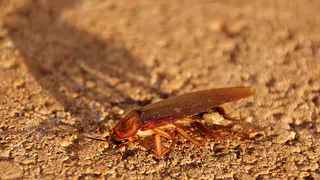 Как избавиться от тараканов без химии: натуральный репеллент с приятным ароматом