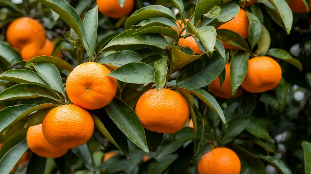 Побывала в Абхазии на сборе мандаринов и хурмы: вот сколько можно заработать и какой есть подвох - честно рассказала