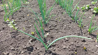 После этого случая я зареклась пускать родственников в огород — помощь оборачивается лишними проблемами