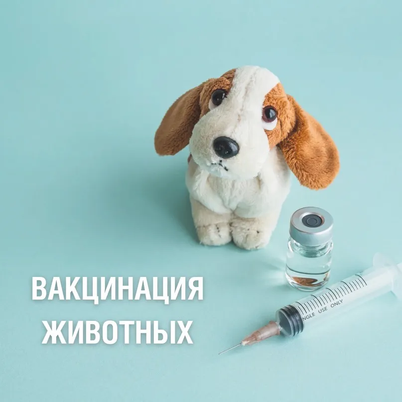 Зачем нужно вакцинировать питомцев?