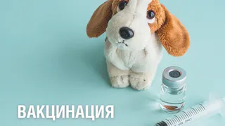 Зачем нужно вакцинировать питомцев?