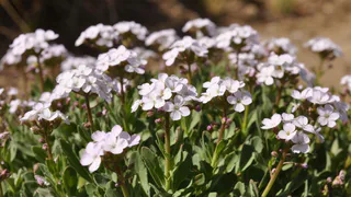 Клумбы на вашем полностью покроются цветочным ковром: этот многолетник идеален для дачи — без лишних хлопот и забот