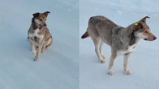 В Брянском районе пропала собака Дина