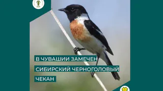 В Чувашии заметили крохотную птичку, которая гнездится в республике раз в 10 лет