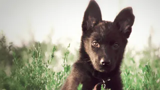 Дай лапку: Мотя, Китти и Мухтар в поисках дома