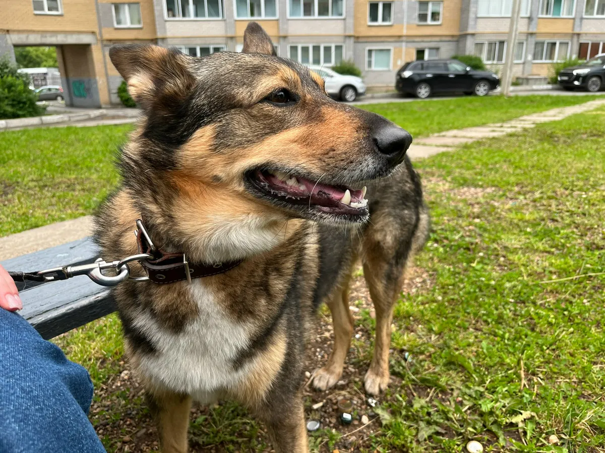 В Республике Татарстан открыли первые площадки для выгула собак по новому образцу