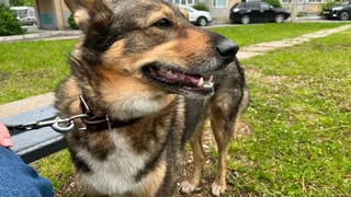 В Республике Татарстан открыли первые площадки для выгула собак по новому образцу