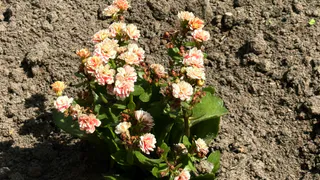 Добавьте 10 гр в воду - и петунии начнут роскошно цвести до самых заморозков: дачникам на заметку