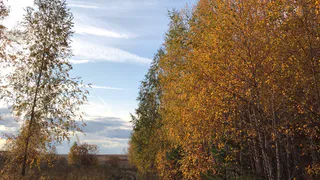 20 сентября в Рязанской области ожидается порывистый ветер и +26