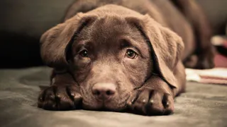 За издевательства над животными предложили наказывать с 14 лет