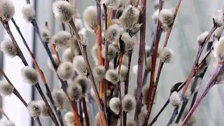 Сегодня православные рязанцы праздную Вербное воскресенье