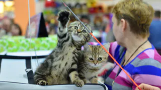 Мы рекордсмены! 59% россиян держат дома кота