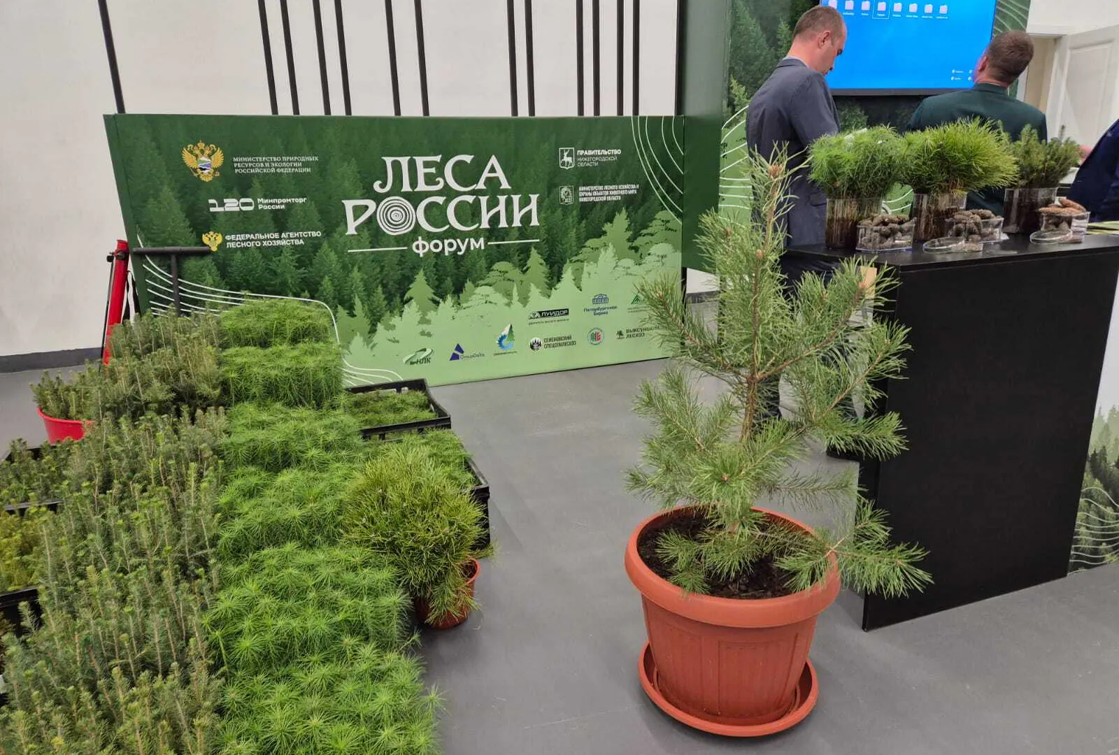 Коми вошла в десятку лучших регионов России по эффективности лесного хозяйства