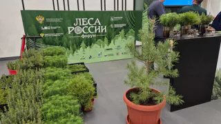 Коми вошла в десятку лучших регионов России по эффективности лесного хозяйства