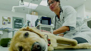 В Нижнекамске появится «скорая» для животных и площадка для выгула собак