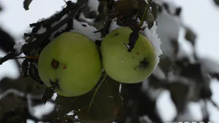 Прогноз погоды: зима задержится в Рязани на неделю