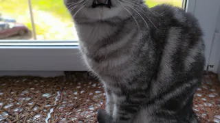 "Пушистый иждивенец": голосуйте за своих любимцев