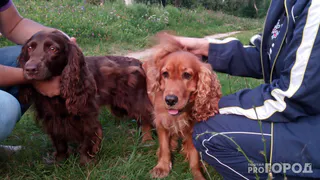 Клещи снова активны - с потеплением  их находят на шерсти домашних собак