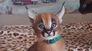 И это еще дешево: рязанцы продают котят за 400 тысяч рублей