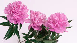 Для усиления бутонизации пионов: растворяем 1 ложку в воде и результат не заставит ждать