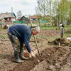 Вместо бугристых коряг — ровная картошка: опрыскиваю клубни перед посадкой, и парша не появляется