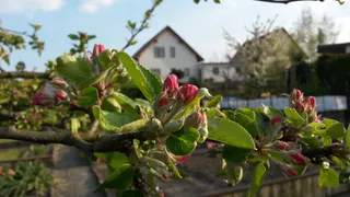 Плоды размером с кулак, вкус медовый: чем подкормить яблоню после цветения — хитрость от агронома 