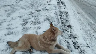 В Рязани пожарные спасли женщину и собаку