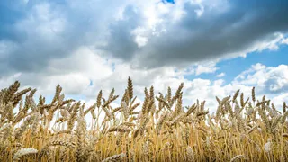 Челябинская область собрала рекордный урожай зерновых