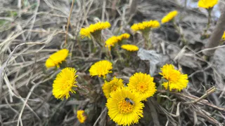 Потепление на юге и жгучая прохлада на севере: погода в Коми 4 мая