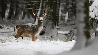 Браконьеров посадят на 2 года за убийство лося в Вязниковском районе