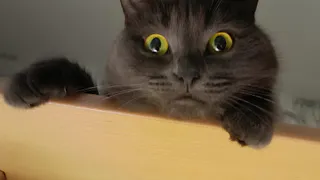 В Рыбновском районе зафиксирован случай бешенства у кошки