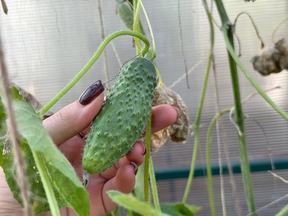 Один простой способ — и огурцы растут дома за 45 дней без огорода: делюсь проверенным методом, который реально работает