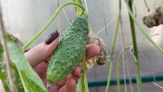 Один простой способ — и огурцы растут дома за 45 дней без огорода: делюсь проверенным методом, который реально работает