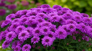 Роскошный лиловый фонтан из ароматных гирлянд весь сезон: неприхотливый кустарник растет даже на скудных почвах и не требует внимания