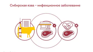 Как избежать сибирской язвы?