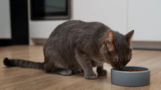 Не 2 и не 4 раза: сколько раз в день нужно кормить кошку - запомните на всю жизнь