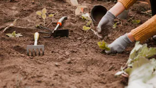 Три ложки на кучу, а ветки превращаются в компост: способ без лишней суеты — земля воздушная, как пушок