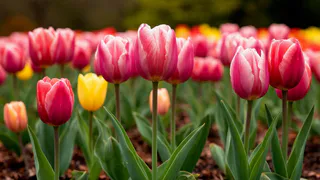Посадите тюльпаны осенью - получите сад мечты весной: садовод назвала важные правила, которые нужно соблюдать
