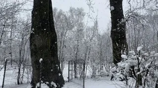 Трёхсотлетние дубы в рязанском ЦПКиО не тронут при реконструкции