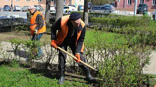 В Рязани на площади Победы высадили 55 кустов кизильника