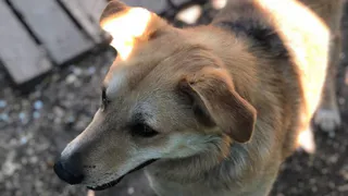 Дай лапку: четвероногие из приюта ждут добрых хозяев