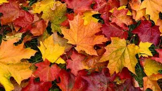 Погода недели: осень таки настала, холодно стало