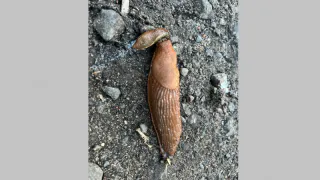 Засыпьте грядки этим, и от слизней мокрого места не останется: гарантированный результат без ядов и ловушек