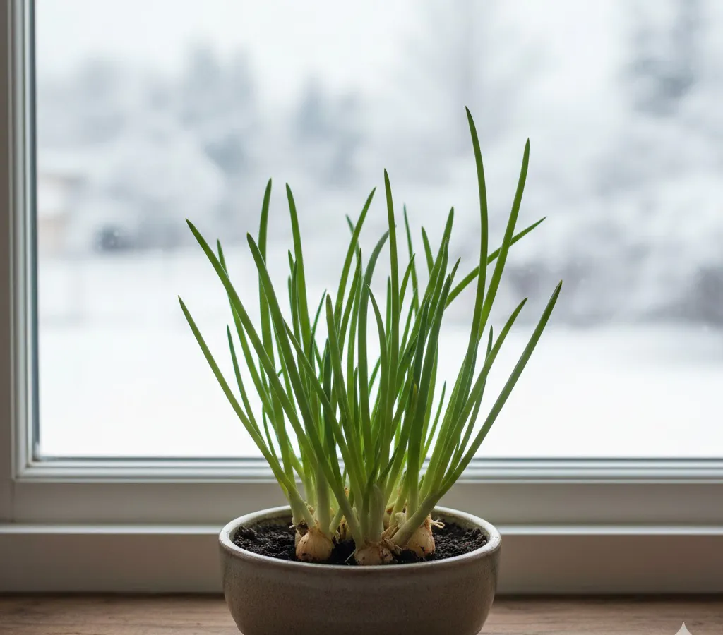 Всегда свежий лук у себя дома: как я выращиваю длинные кисточки прямо в квартире
