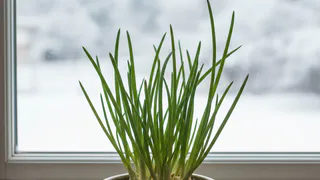 Всегда свежий лук у себя дома: как я выращиваю длинные кисточки прямо в квартире