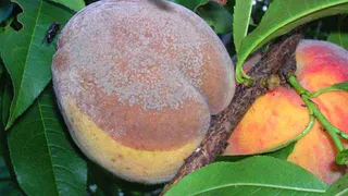 Брянский Россельхознадзор забраковал 300 тонн опасных фруктов