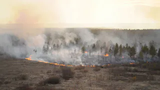 Лесной пожар на границе с Московской областью планируют локализовать к вечеру