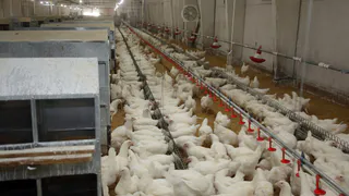 На Окской птицефабрике из-за пожара погибли десятки тысяч несушек